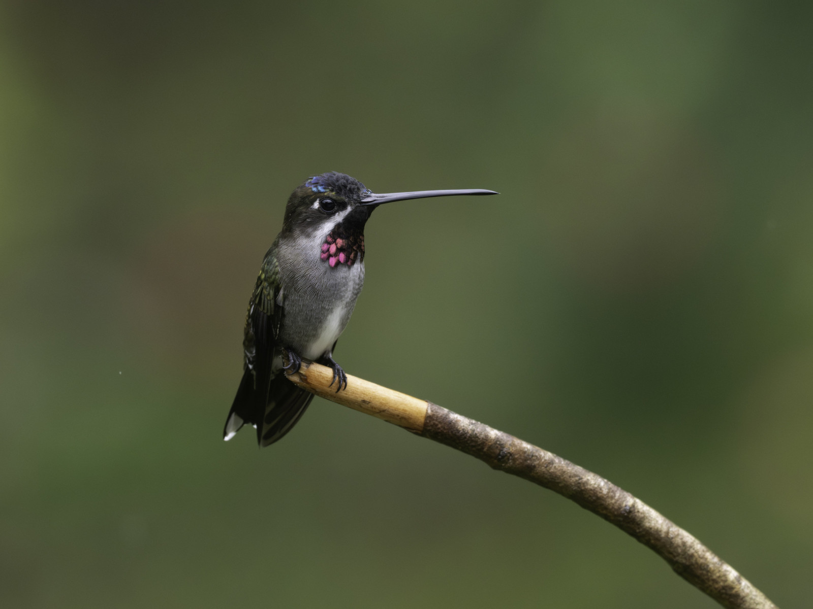 image Long-billed Starthroat